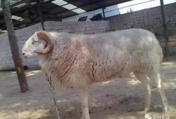 羊圈吃瓜爆料是真的吗,真相揭秘，是真是假？